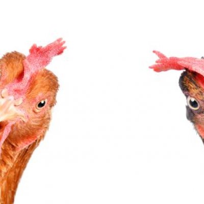 Two red feathered chickens looking straight at the camera